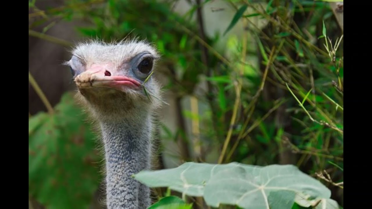 Free Sound Effect Ostrich
