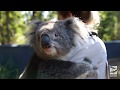 Emily the Koala needs a hug