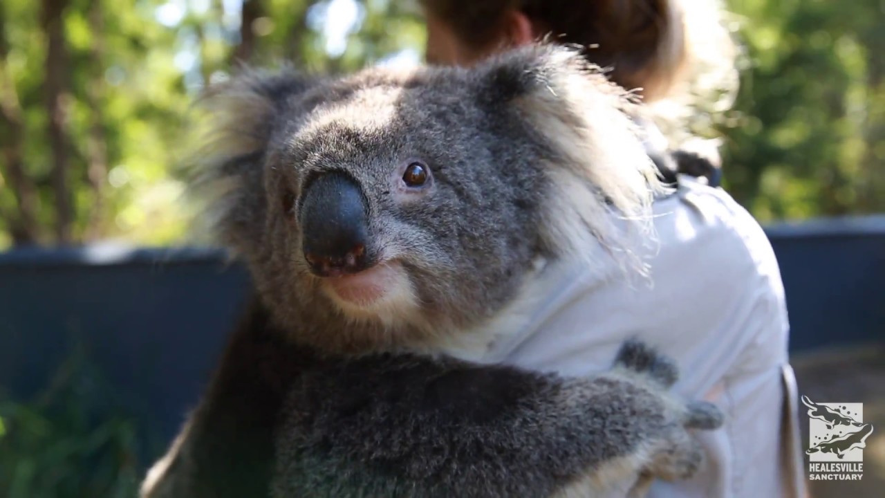 Bebe Koala Abraza A Su Madre Durante Operacion Tras Haber Sufrido Un Accidente