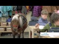 Miniature Horse Service Animal