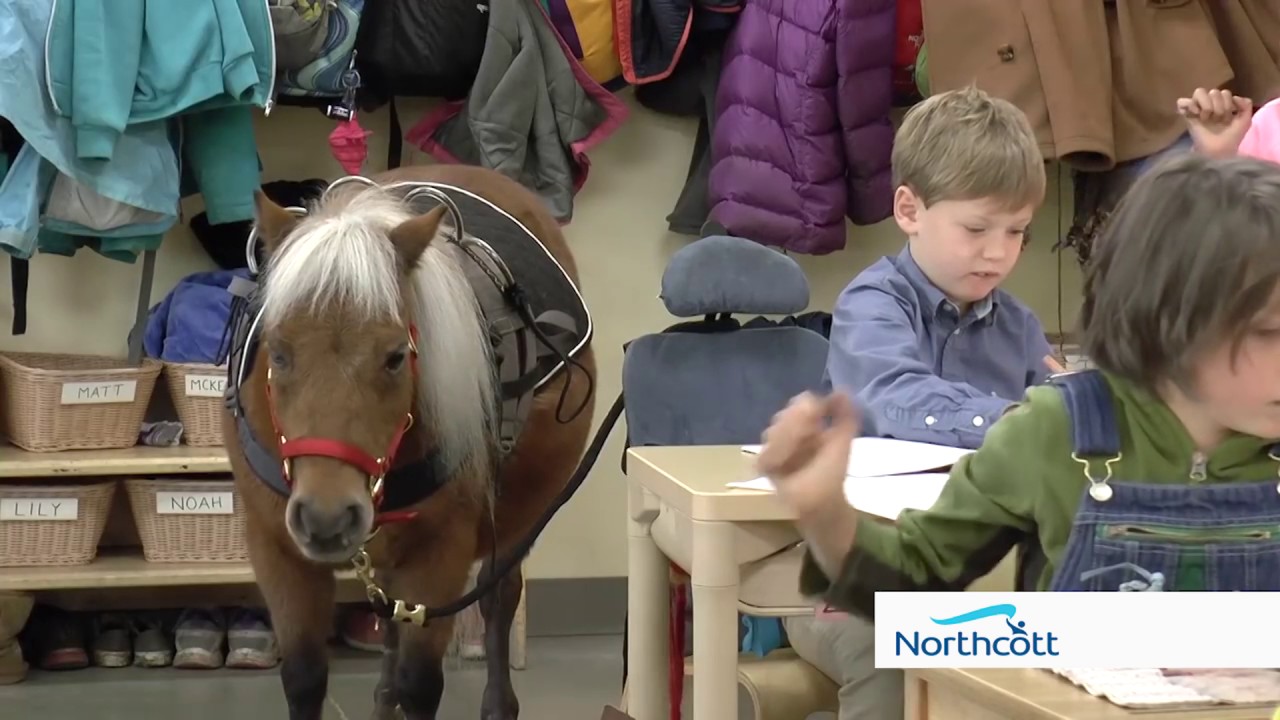 Miniature Horse Service Animal YouTube