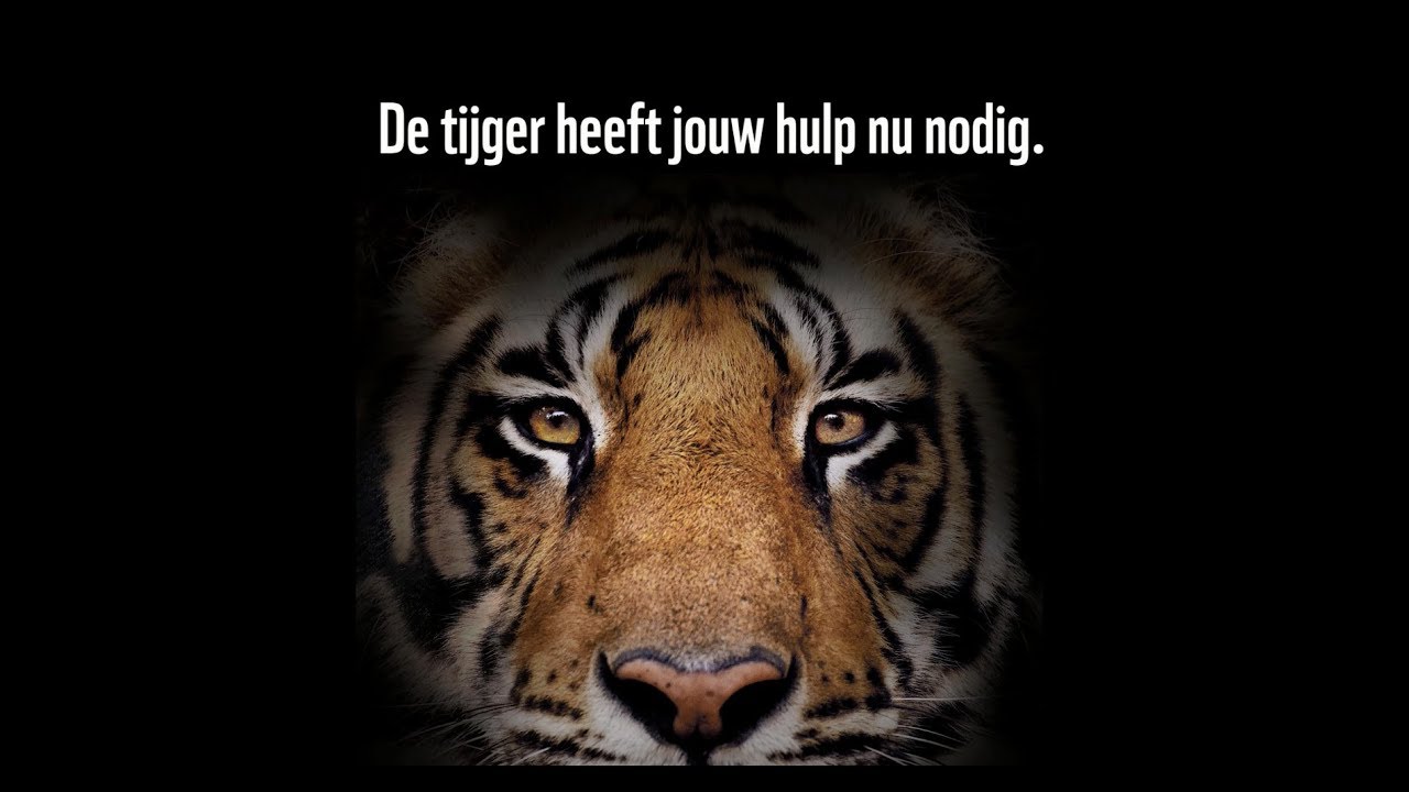 Er leven op de wereld nog maar 3890 tijgers in het wild - YouTube