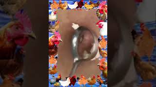 Pimple Popping Blackheads On Skin ?? Satisfying Blackheads Removal blackheads acne popper