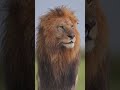 Discover the beauty of Tanzania through the eyes of nature. Explore untamed landscapes and incredibl
