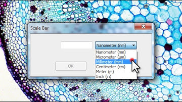 ToupView X Tutorial - How to Calibrate and Apply Scale Bar