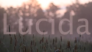 Thomas Bartlett - Lucida