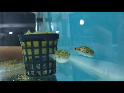 Video: Balık Nasıl Daha Az Tuzlu Hale Getirilir