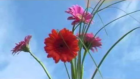 In Memory of Dolores Bowen.