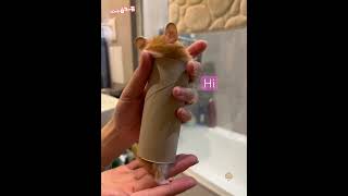 Shumshum hamster Daily