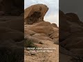The Name “Joshua Tree” Misleads Everyone