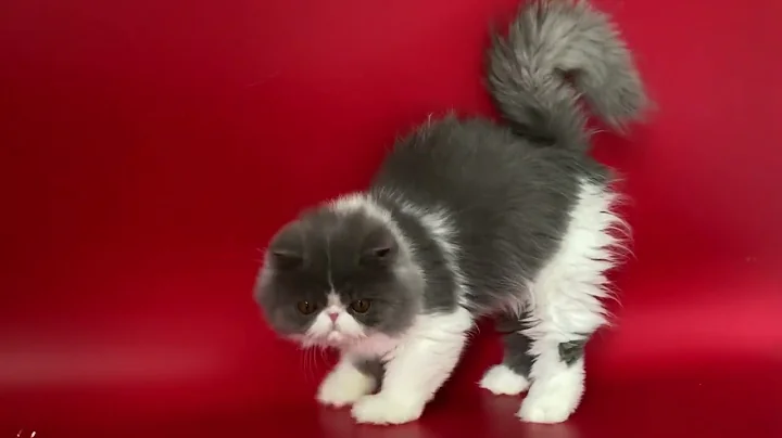 Video 2433191: persian blue cattery