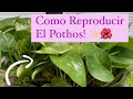 Cmo reproducir el pothos julieta ivy o telfono  propagar por medio de esquejes