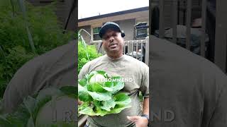How I grow cabbage in my garden. #Gardening