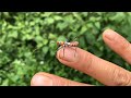 Catch Beautiful Butterflies And Insects.