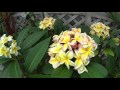 板橋区 熱帯環境植物館を見学！！ の動画、YouTube動画。