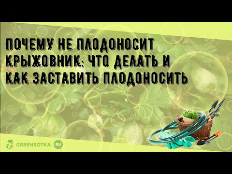 Почему не плодоносит крыжовник: что делать и как заставить плодоносить