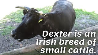 Dexter is an Irish breed of small cattle.