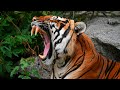 ✔ EL TIGRE - Características y Datos Sorprendentes: InfoFicha Animal // 🐯🐅Grandeza y Cautela🐾