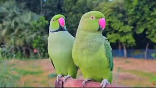 natural parrots sounds ❤️ talking parrot ?like suscribe comment