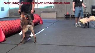 Practice dog obedience during bitework (Episode 2)