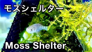 熱帯魚の隠れ家におすすめ 水草 と100均でできる自作ウィローモス シェルターの作り方 みにまるめだか