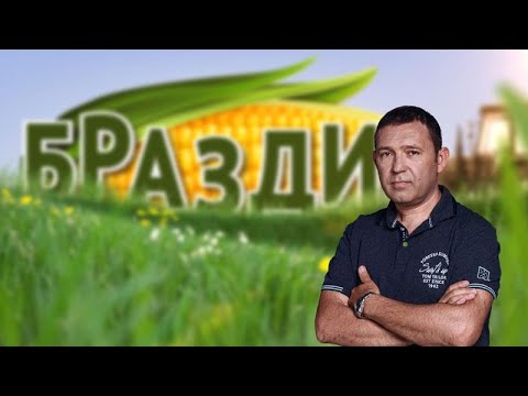 БРАЗДИ - 05.10.2025 - BRAZDI - Проблеми со откупот на грозјето и пиперките