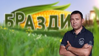 картинка: БРАЗДИ - 05.10.2025 - BRAZDI - Проблеми со откупот на грозјето и пиперките