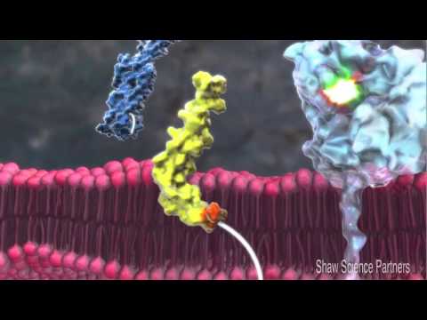 Video: Amyloid Beta Dan Patologi Diabetes Secara Kooperatif Merangsang Ekspresi Sitokin Dalam Model Tetikus Alzheimer