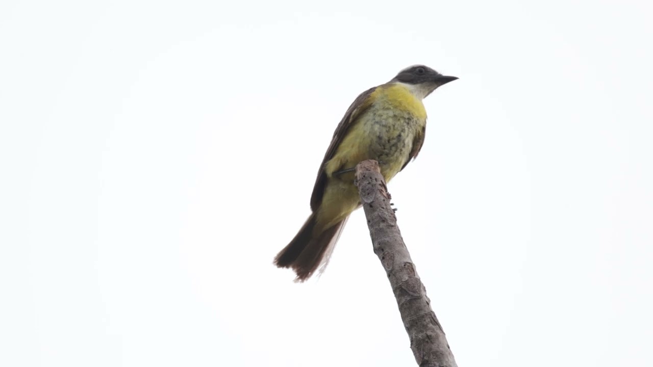 Social Flycatcher (Myiozetetes similis), Gurupi Bio Res, Maranhão, State