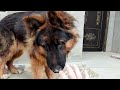 german shepherd playing / длинношерстная немецкая овчарка играет