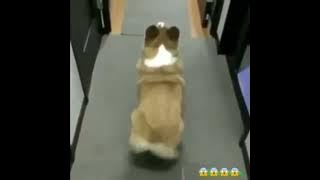 goyang ngebor ala anjing(ngebor rocking style dog)