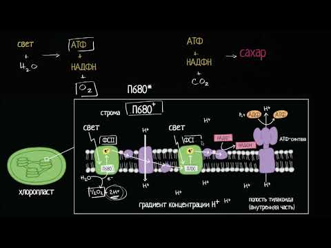 Обзор светозависимых реакций в фотосинтезе (видео 3)| Фотосинтез | Биология