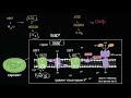 Обзор светозависимых реакций в фотосинтезе (видео 3)| Фотосинтез | Биология