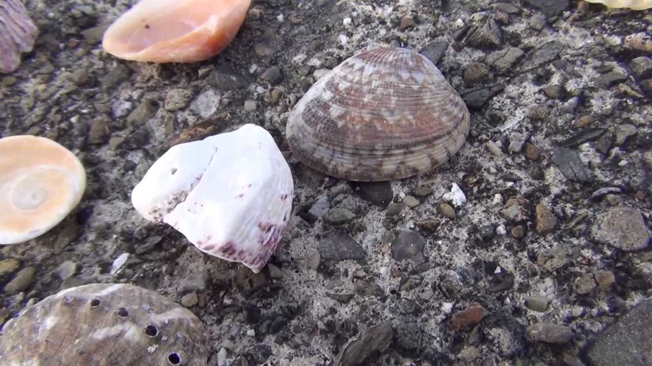 ビーチで貝殻拾いをするならみなべ店周辺がオススメ 和歌山釣太郎 Youtube