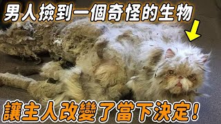 Mind 240522 Hungry Kitten 03 by 心靈脈衝 116 views 9 hours ago 13 minutes, 54 seconds