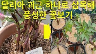 달리아 괴근 하나로 삽목해 풍성한 꽃보기 You can enjoy abundant flowers by cutting from a single dahlia tuber.