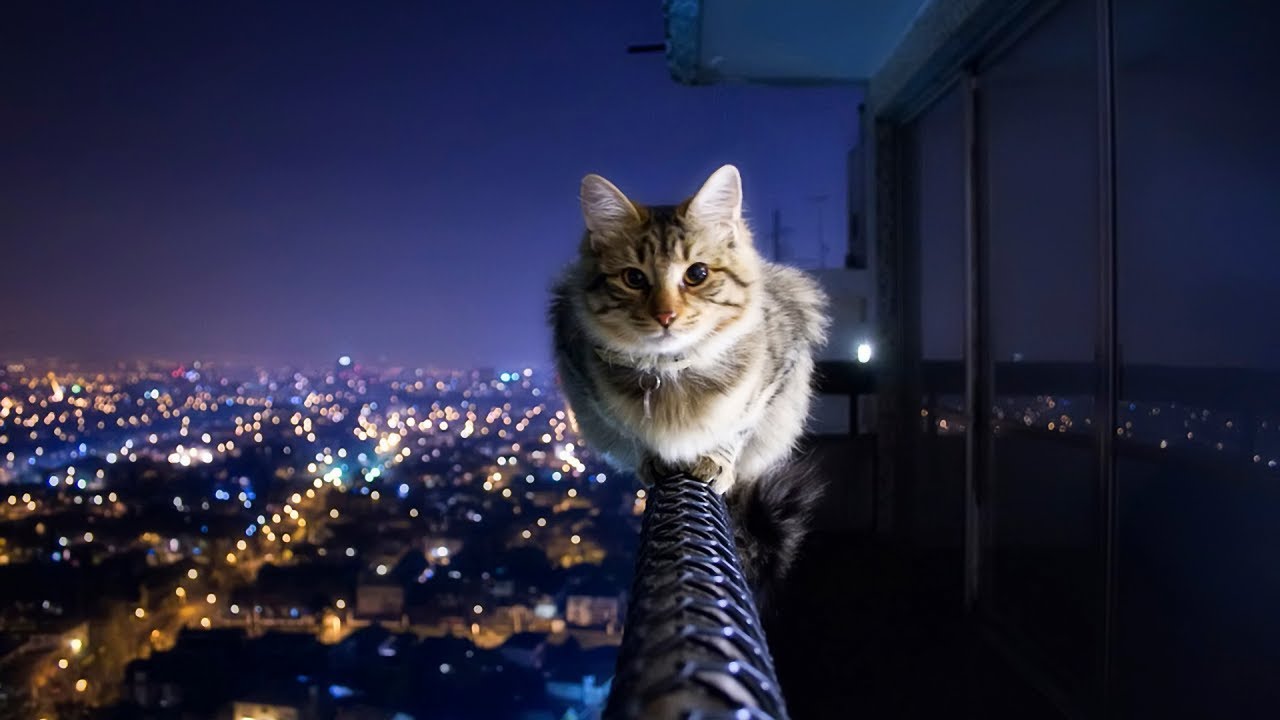 EN KOMİK KEDİLER Ve KÖPEKLER KEDİ VE KÖPEK VİDEOLARI İZLE () 1 YouTube