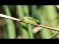 Male Black-legged Meadow Katydid stridulating