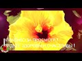 Аденома простаты и простатит боятся ореховых перегородок: советы по употребл. для леч. хр. болезней