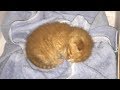 【感動実話】ゴミ捨て場の近くで鳴き叫んでいた迷子の子猫。手を差し伸べた男性が、子猫の未来を大きく変える!