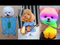 Tik Tok Chó Phốc Sóc Mini 😍 Funny and Cute Pomeranian #59