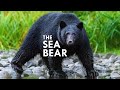 Coastal Black Bear: The Original Sea Bear