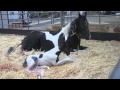 Mare Giving Birth