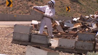 Beekeepers try to save as many bees as possible after semi loses hundreds of hives