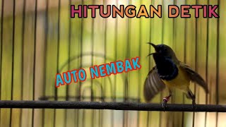 TUNGGU 1 MENIT‼️SOGON LAIN LANGSUNG NGLEPER BUKA SAYAP #sogonbahan #pancingansogon #sogongacordor