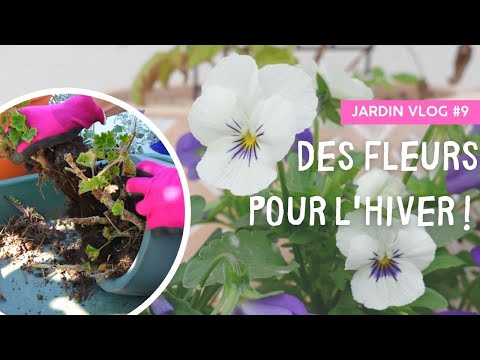 Vidéo: Pourquoi mes asters ne fleurissent pas - Raisons pour lesquelles les asters ne fleurissent pas