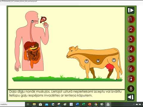 Video: Ko nozīmē 8. klase?