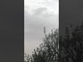 قائد سرب الحسون الوداني 