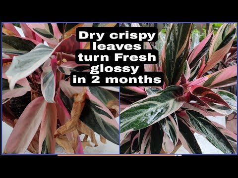 Stromanthe Trioster Dry Crispy Leaves Turn Fresh Glossy In 2 Months, E-5