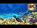 Under Red Sea 4K - Incredible Underwater World - Relaxation Video with Calming Music Very Amazing